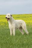 IRISH WOLFHOUND 030